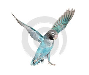 Black Cheecked Lovebird wings spreadÃ¢â¬â Agapornis Nigrigenis Ã¢â¬â Blue mutation, isolated on white photo